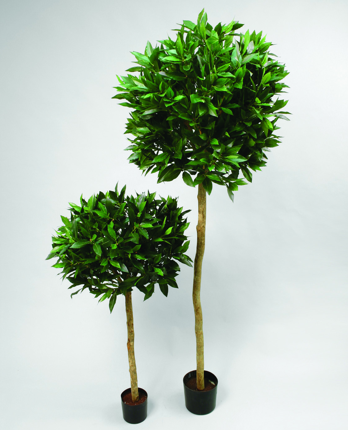 36-110 Laurel 110cm, Laurel 140cm, 36-170 Laurel 170cm, 36-200 Laurel 200cm